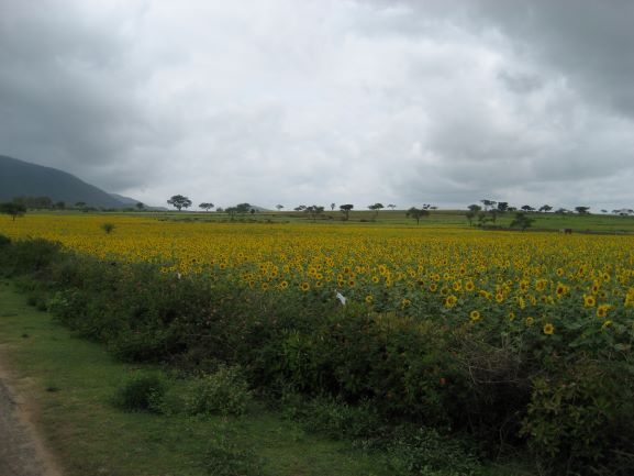 Himavad Betta - Bandipur