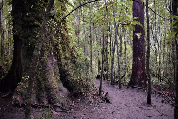 Maits Rest Rainforest Trail