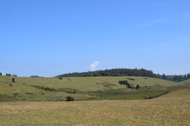 Ooty - Grasslands