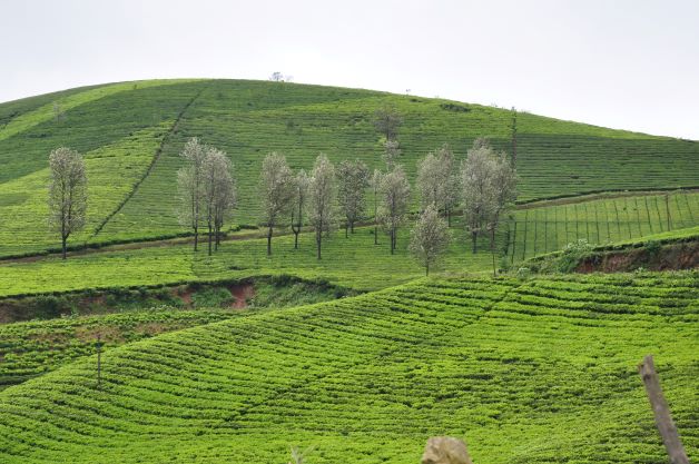Ooty - Tea Fields