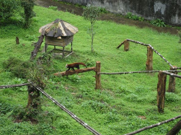 Gangtok - Himalayan Zoological Park