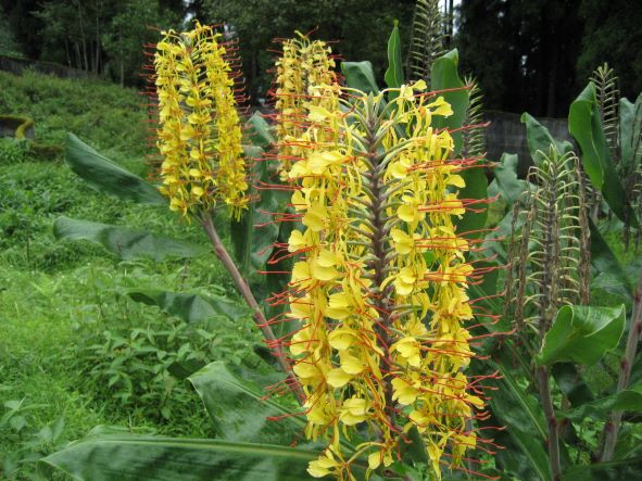 Gangtok - Himalayan Orchids