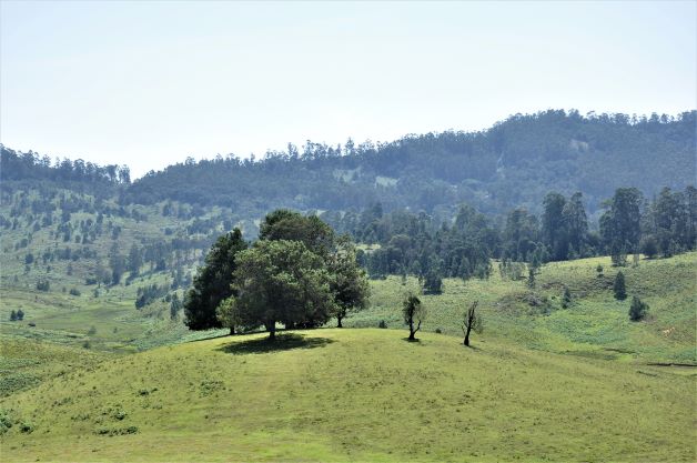 Mannavanur - Grasslands 
