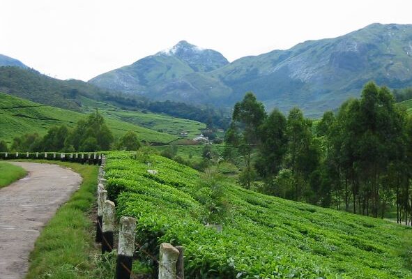 Munnar – Tea Fields
