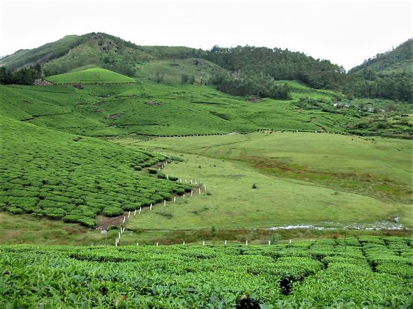Munnar - Tea Fields