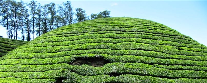 Munnar - Tea Fields