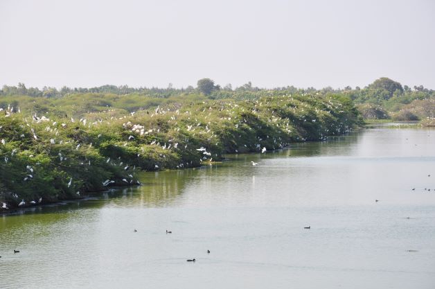 Vaduvoor Bird Sanctuary