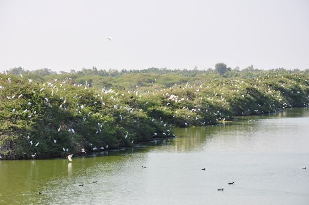 Vaduvoor Bird Sanctuary