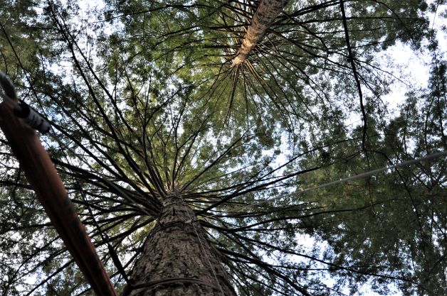 Rotorua - Redwoods Tree-walk