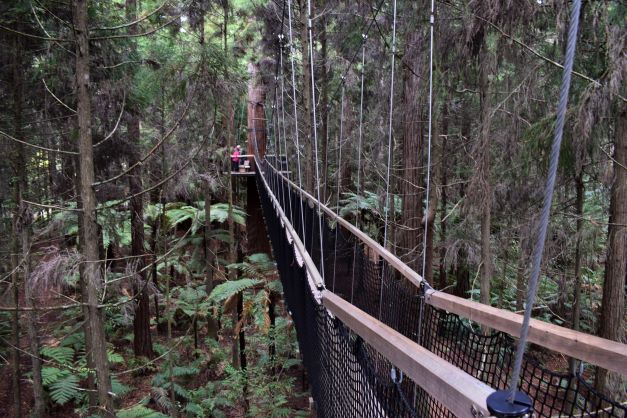 Rotorua - Redwoods Tree-walk