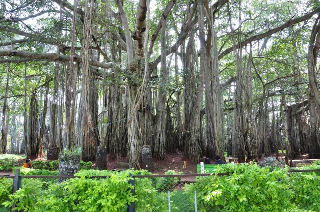 Ramohalli - Big Banyan Tree