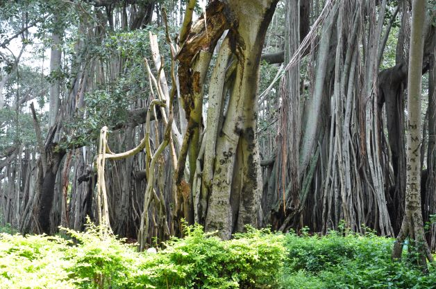 Ramohalli - Big Banyan Tree