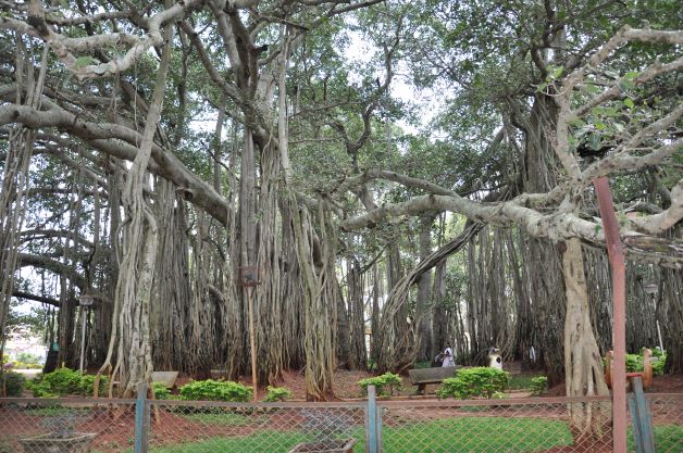 Ramohalli - Big Banyan Tree