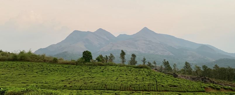 Wayanad - Tea Fields 