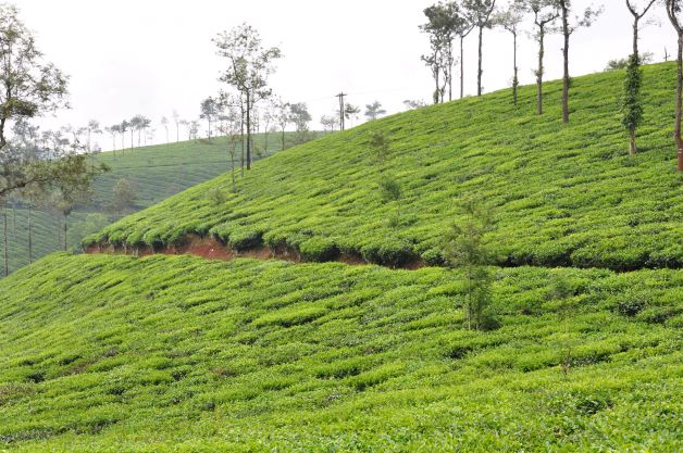 Wayanad - Tea Fields