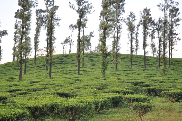 Wayanad - Tea Fields 