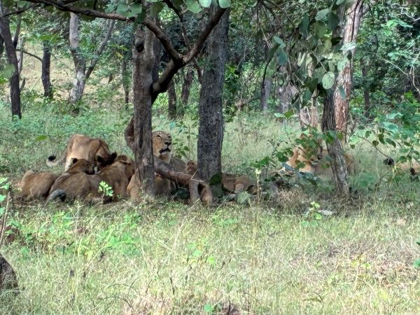 Sasan Gir
