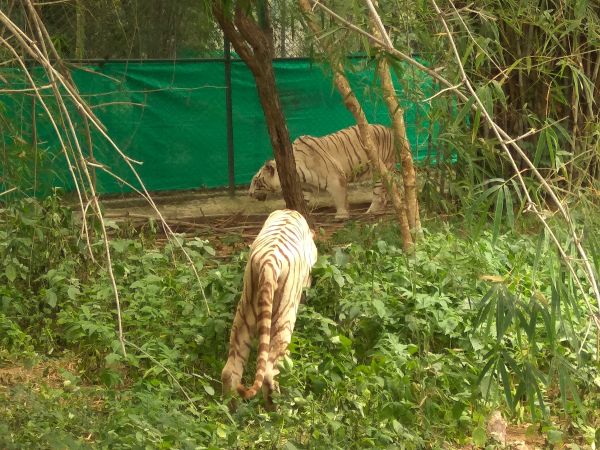 Bannerghatta Biological Park