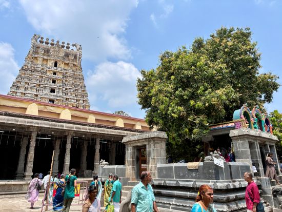 Kanchipuram - Ekambareshwarar Temple - Sthala Vruksha